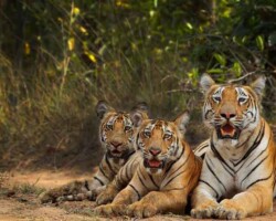 Karhandla Wildlife Sanctuary