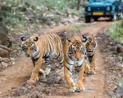 Pench Tiger Reserve