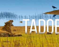 Tadoba National Park